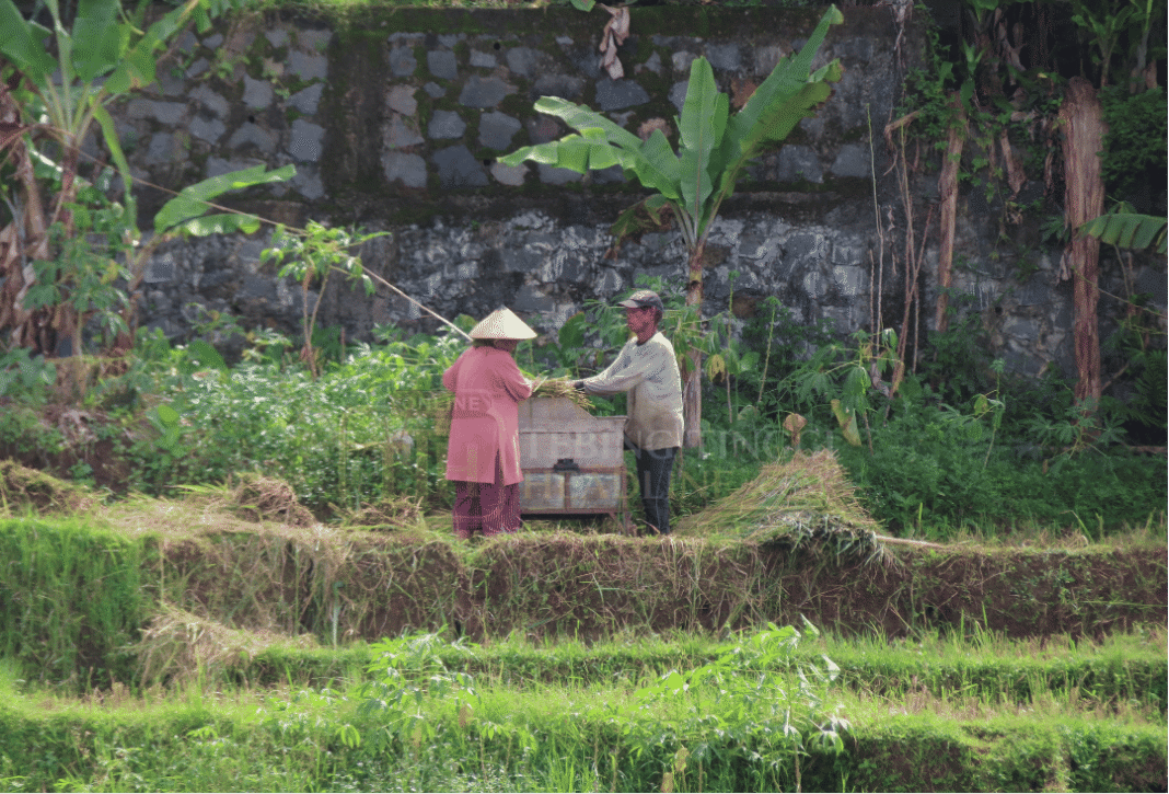 Petani Simalungun Terancam Gagal Panen Kemarau Ini, Pemkab Malah Kosongkan Anggaran Mesin Pompa Air Petani Simalungun Terancam Gagal Panen Kemarau Ini, Pemkab Malah Kosongkan Anggaran Mesin Pompa Air